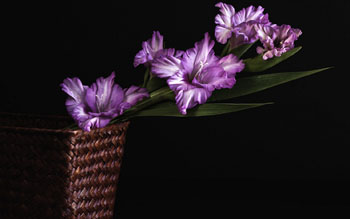 cvece pogrebno pouckovic